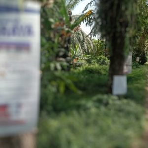 Bertabur Poster Caleg, Padatnya Pohon di Pinggir Jalan Poros Luwu Utara Mirip Pelangi