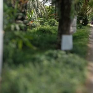 Enggan Berkomentar Soal Baliho Yang Terpaku di Pohon Pinggir Jalan Poros, Pemda Luwu Utara Diduga Lakukan Pembiaran